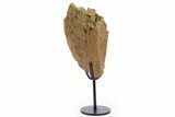 Fossil Triceratops Process Section w/ Metal Stand - South Dakota #335515-1